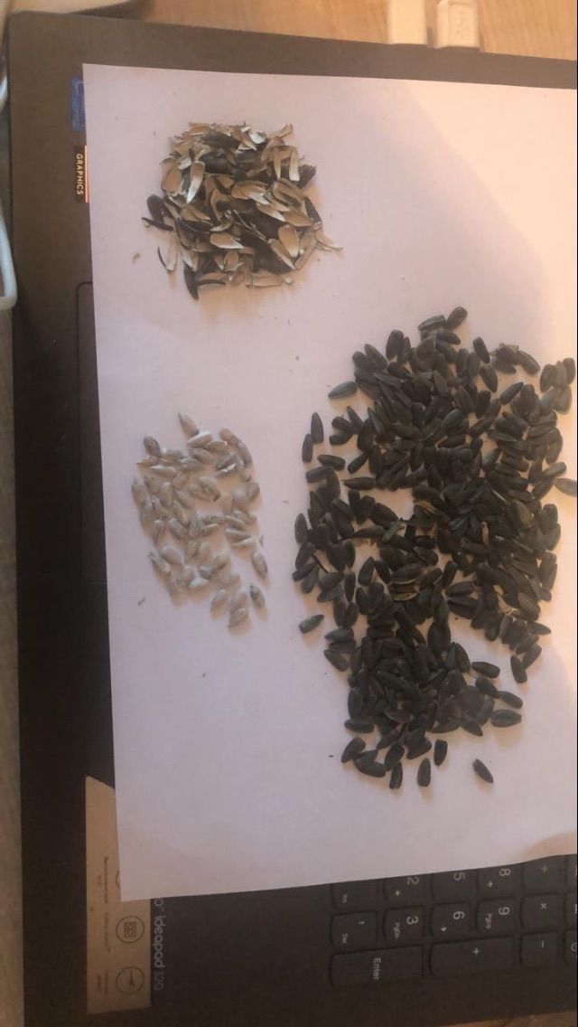 哈萨克斯坦DAP 