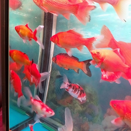 济南红草金鱼
