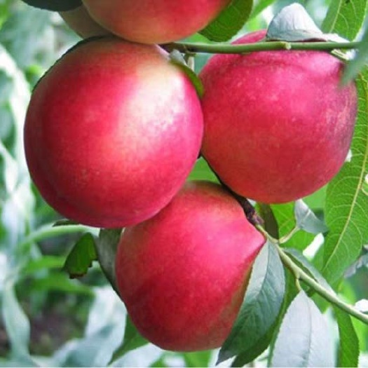 平邑县水蜜桃苗 0.5~1米