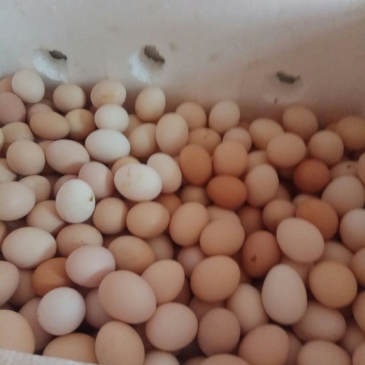 长汀县土鸡蛋 食用 箱装 