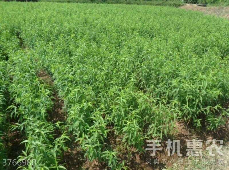 十月黄金桃 1~1.5米 