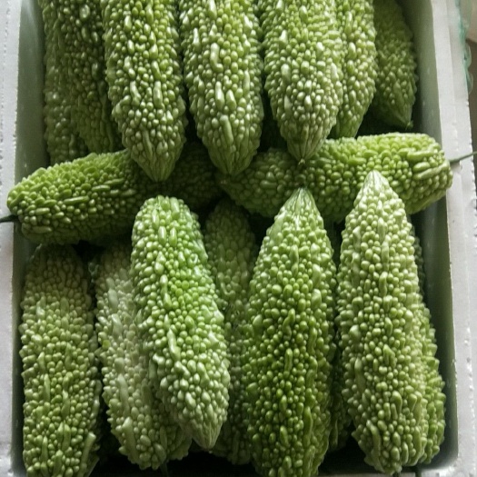 平和县苦瓜 20~30cm