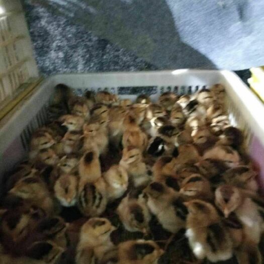 南宁 家禽精品清远麻鸡苗，公司孵房直供，质量保证，成活率99%