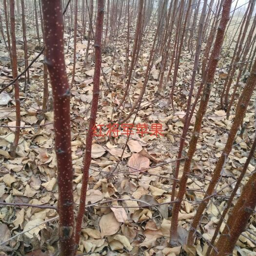 开封红将军苹果苗 1~1.5米 
