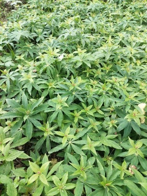 重樓種子 重樓種籽七葉一枝花中藥材獨(dú)角蓮種苗粉質(zhì)華蟲(chóng)云南滇