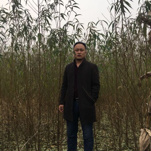 蒙阴县毛桃苗 1.5~2.0米 