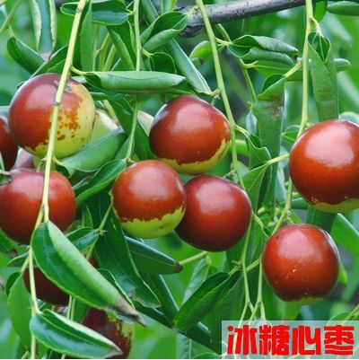 平邑县红枣苗