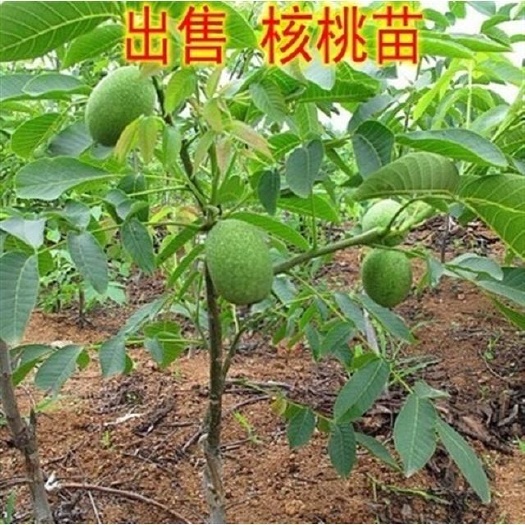 平邑县香玲核桃苗 