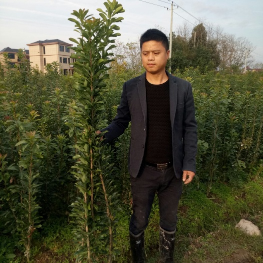 兰溪市 杨梅嫁接苗 浙江兰溪基地直供早佳杨梅树苗