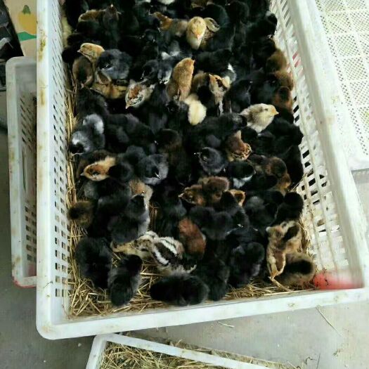 阳信县土鸡苗 
