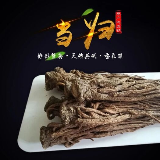 漳县岷当归 