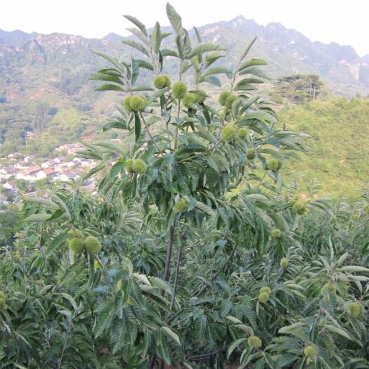 平邑县大红袍板栗苗 嫁接苗 0.5~1米 