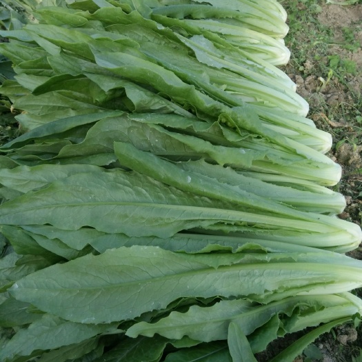 广州青香油麦菜 20~25cm 