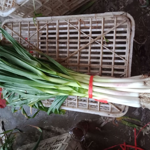 新泰市白根蒜苗 45 - 50cm 