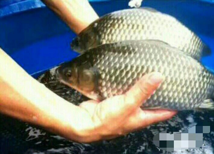 珠海湘云鲫 全塘1万5千斤