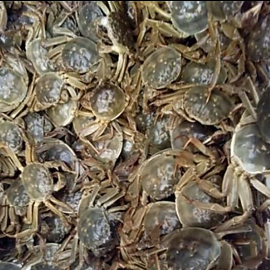 泗洪县大闸蟹三两母