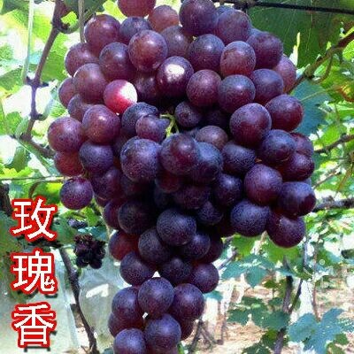 平邑县玫瑰香葡萄苗 