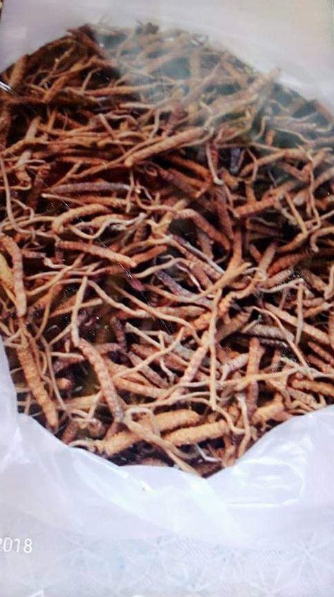 腾冲市冬虫夏草  缅甸货真价不高
