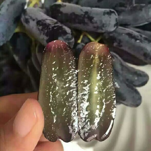 平邑县蓝宝石葡萄苗 