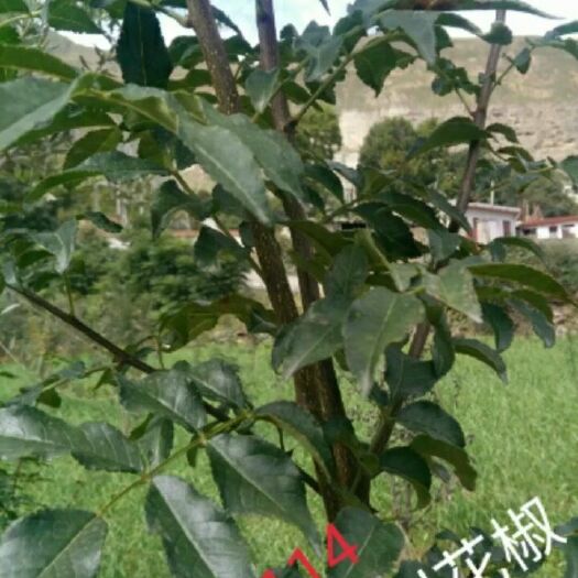 陇南无刺花椒苗 