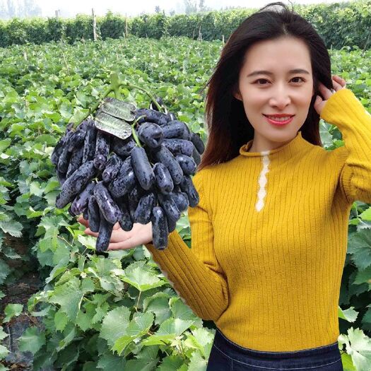 平邑县蓝宝石葡萄苗 