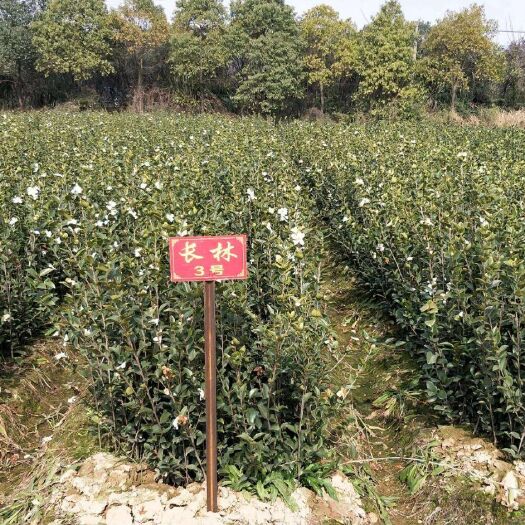 随县油茶苗 