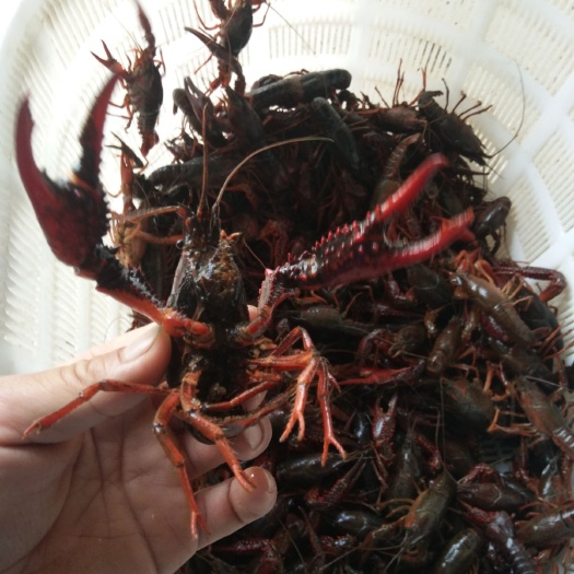 太湖县青壳小龙虾 人工养殖 5-7钱 