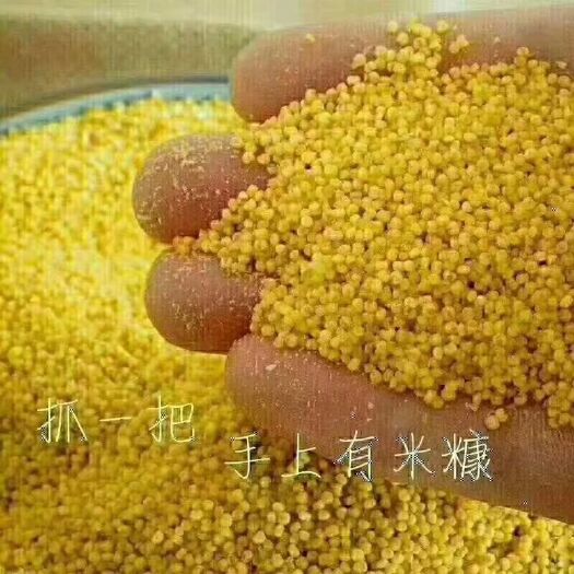 米脂县米脂小米 