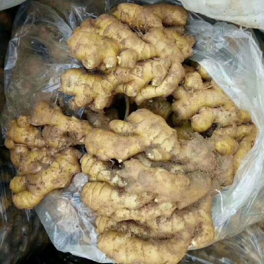 沂水县黄姜 4~6两 带土