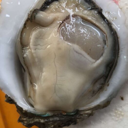 佛山湛江牡蛎 壳薄肉肥欢迎采购