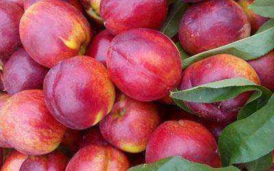 珍珠枣油桃苗  有甜枣味的油桃夏季有鲜果供品尝冬天放心引种