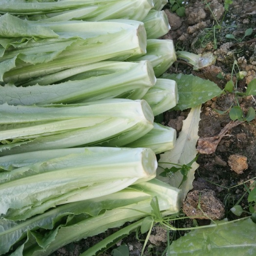 广州青香油麦菜 20~25cm 