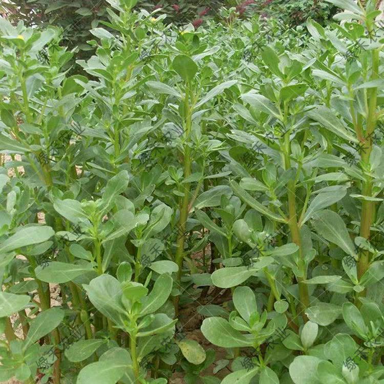 直立大叶马齿苋 马蜂菜籽扦插繁殖四季均可种植多次採收高产