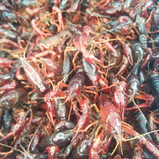 泗阳县小龙虾苗  龙虾种苗活体包邮到家