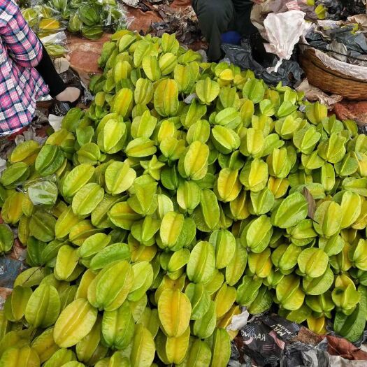 澄迈红山杨桃 5 - 6两 