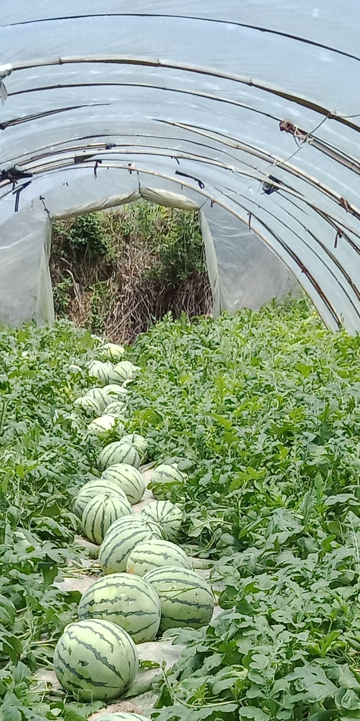 15斤打底8424西瓜