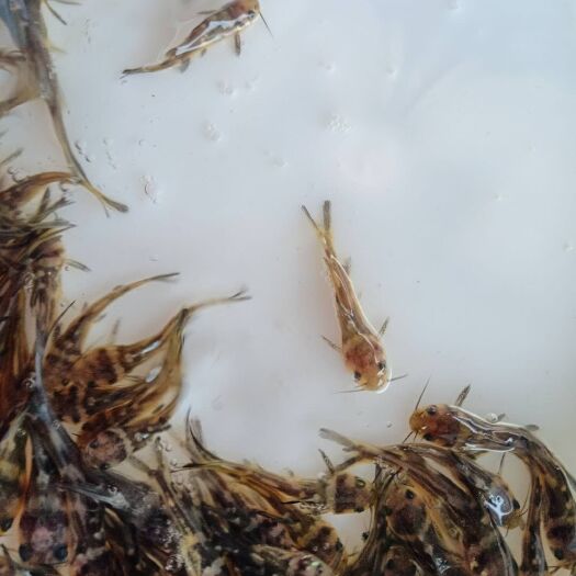 广州黄颡鱼苗 