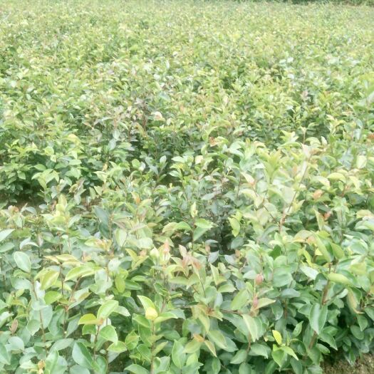 贺州油茶树苗  软枝油茶杯苗 地苗