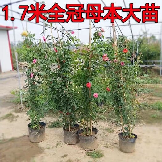 沭阳县藤本月季  欧月 品种齐全 