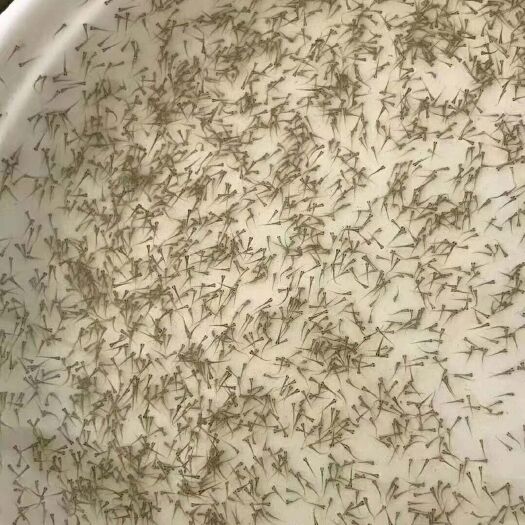 广州鲮鱼水花