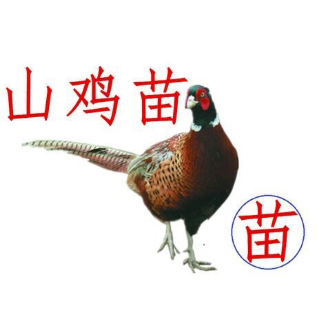 金沙县山鸡苗  包打疫苗，技术指导。