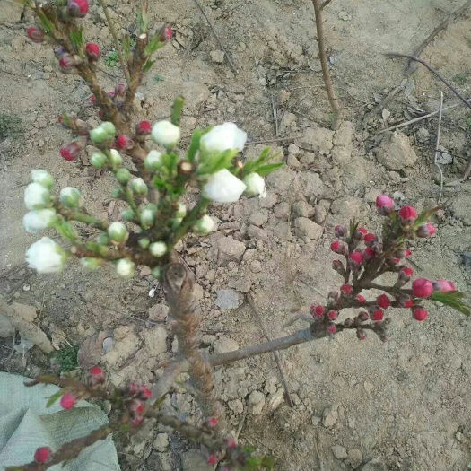 开封寿星桃观花盆栽