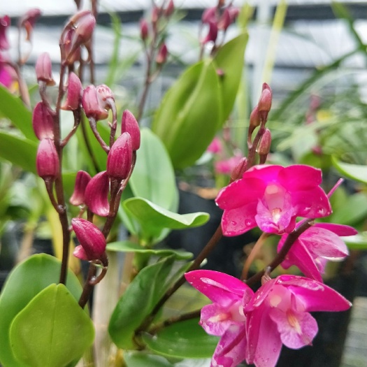 南靖县球花石斛苗 