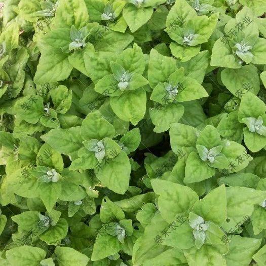 番杏种子  新西兰菠菜种子 洋菠菜春夏秋冬蔬菜四季种植蔬菜