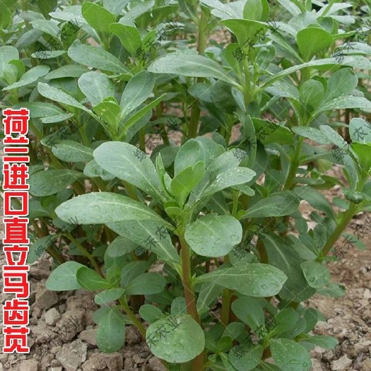 荷兰直立大叶马齿苋 马蜂菜籽扦插繁殖四季均可种植多次採收高产