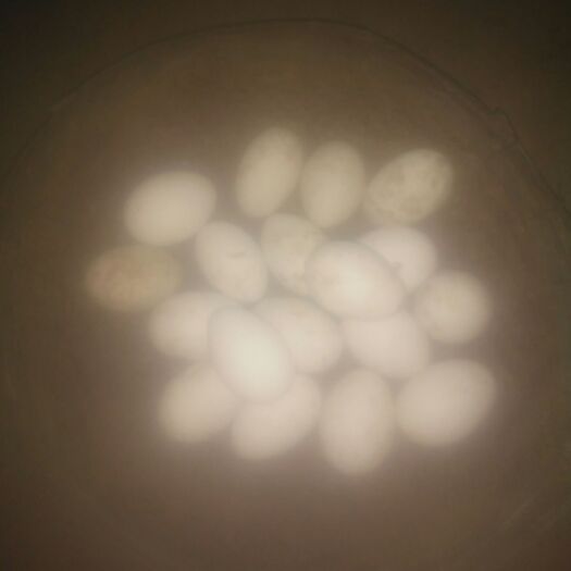 临沂鲜鹅蛋 食用 散装 