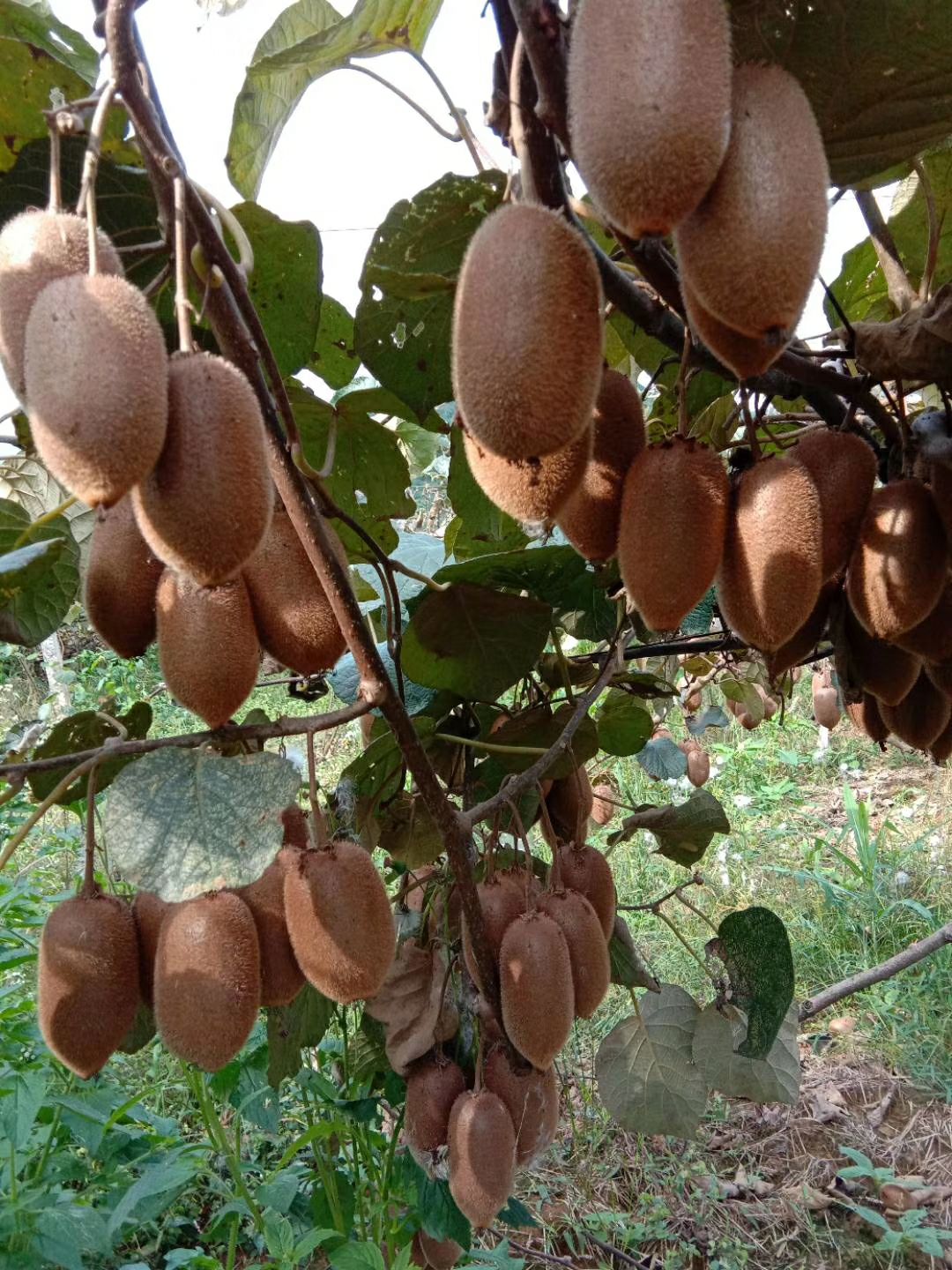 绿心猕猴桃苗 嫁接苗 