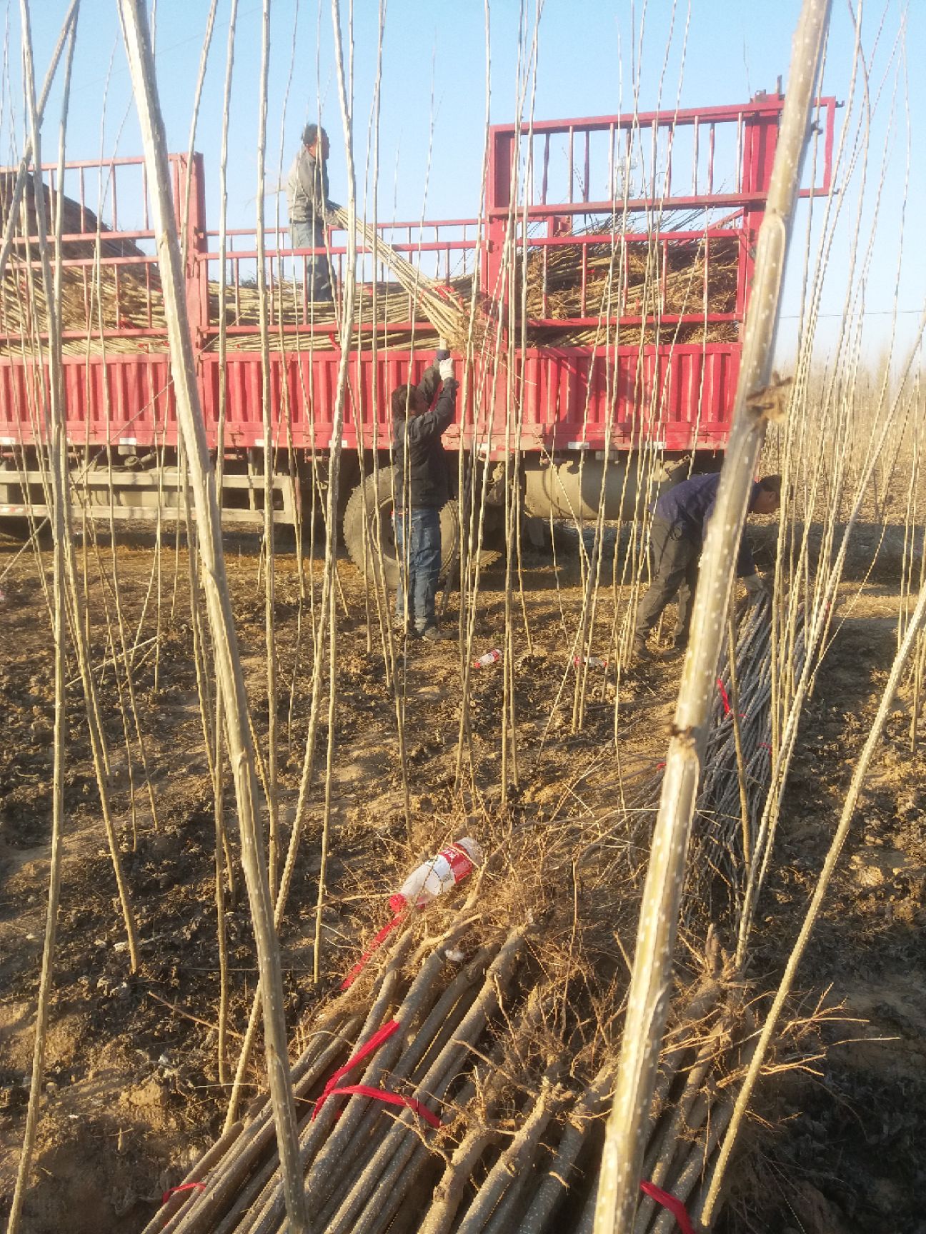 107速生白杨树苗 无飞絮 无絮杨 规格齐全 全国发货