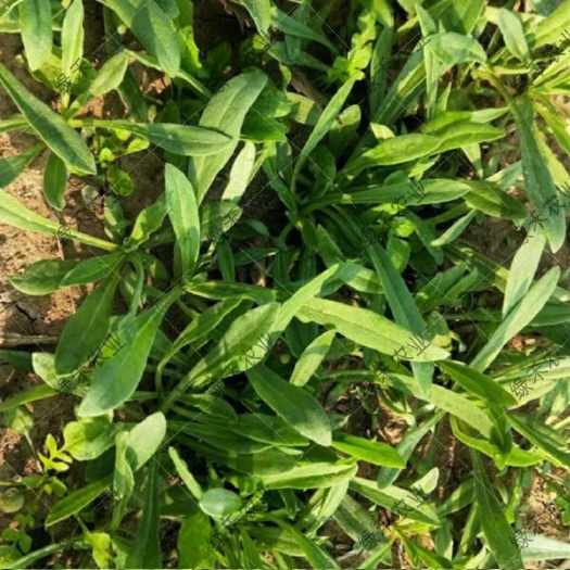 面条菜种子  野菜60天面条棵药食两用春秋耐寒露地种植大田