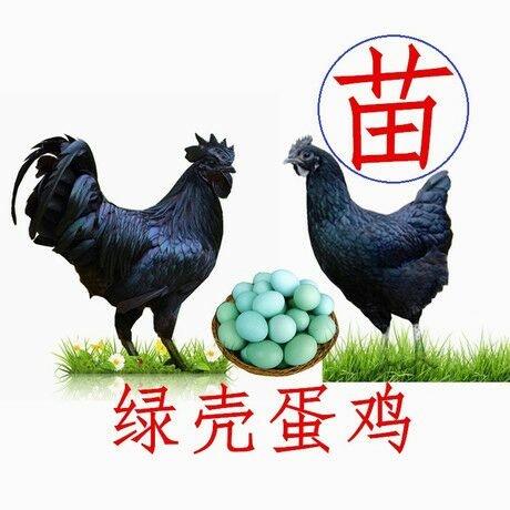 金沙县五黑鸡苗 疫苗齐全，运输